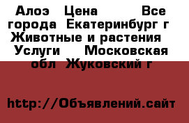 Алоэ › Цена ­ 150 - Все города, Екатеринбург г. Животные и растения » Услуги   . Московская обл.,Жуковский г.